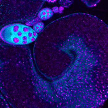 mammalian         transmembrane protein in bright colors