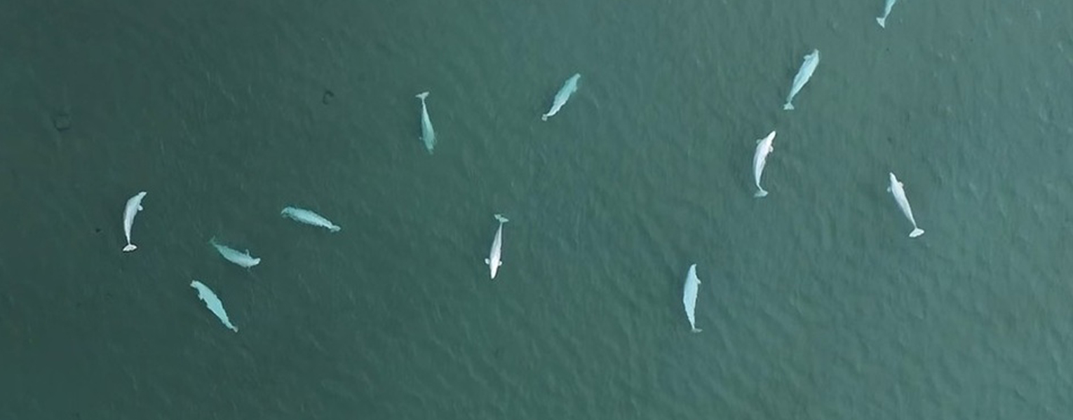 Group of Beluga whales swimming