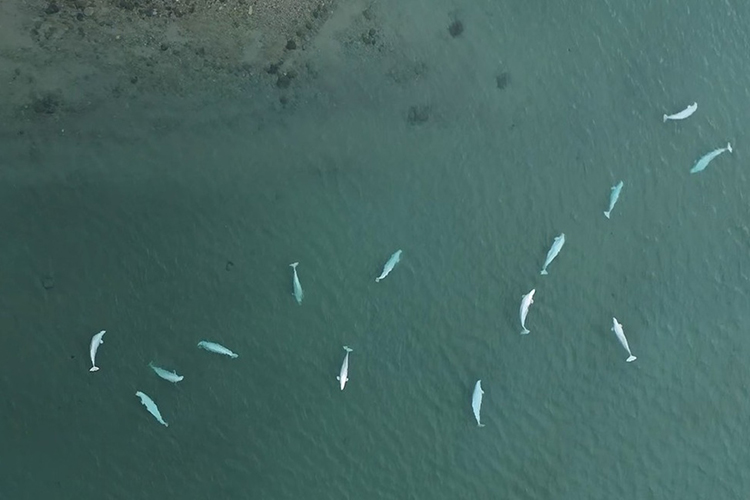 Beluga Whales Swap Mates for Survival