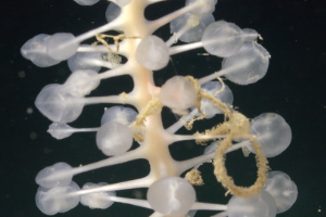 Carnivorous_Sponge