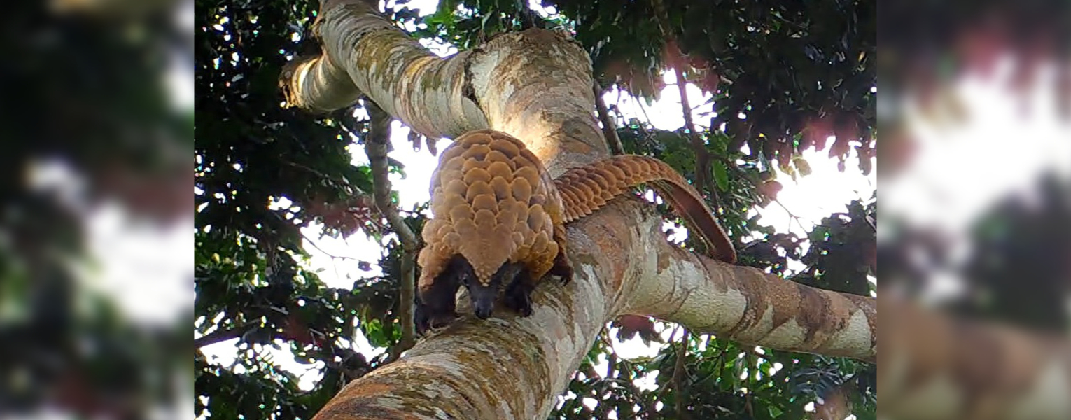 A black-bellied pangolin in the Congo Basin.
