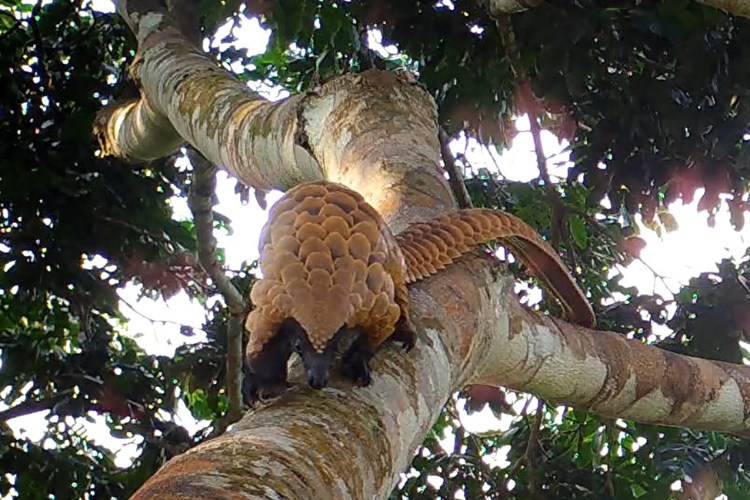 A black-bellied pangolin in the Congo Basin.