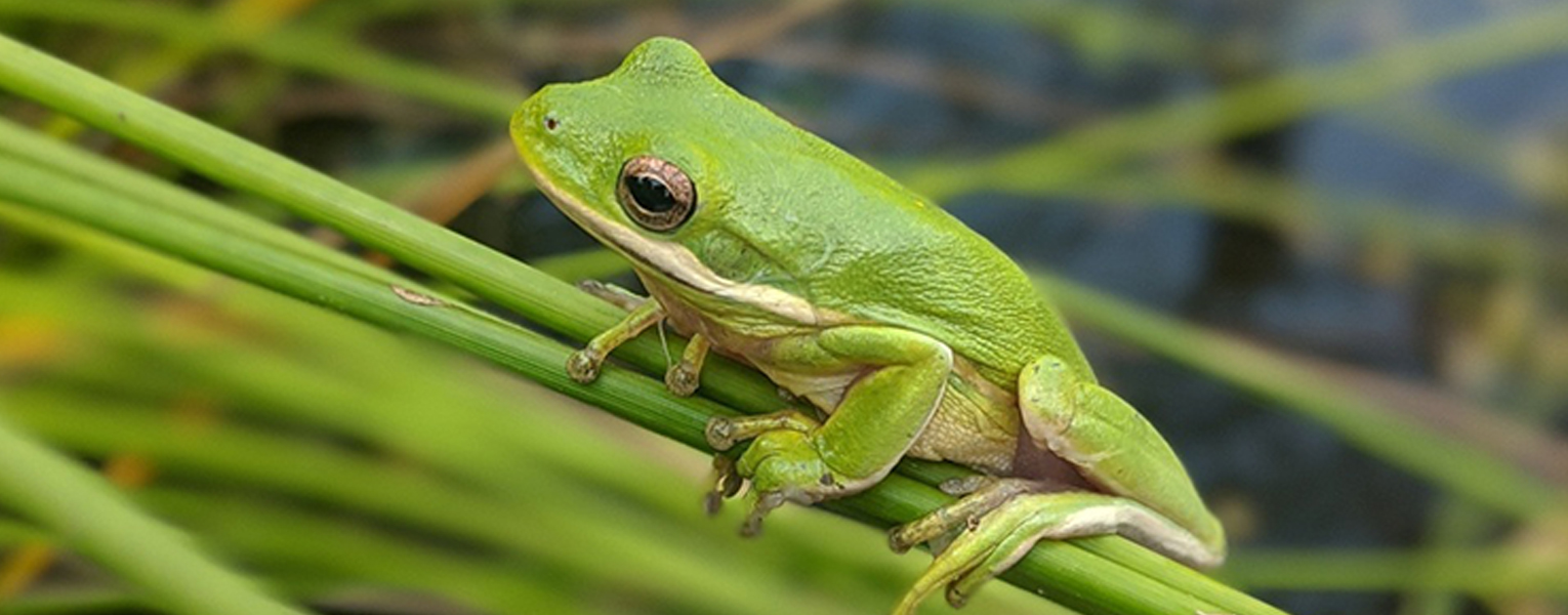 Male green tree frog