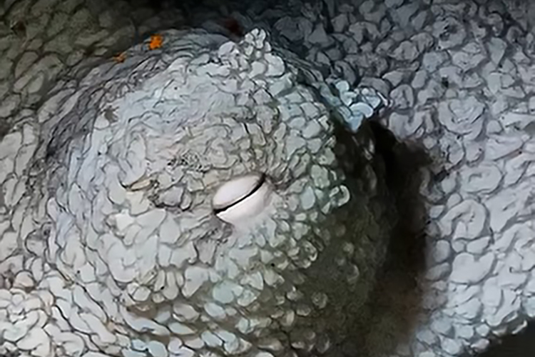 Deep Dive with OctoGirl