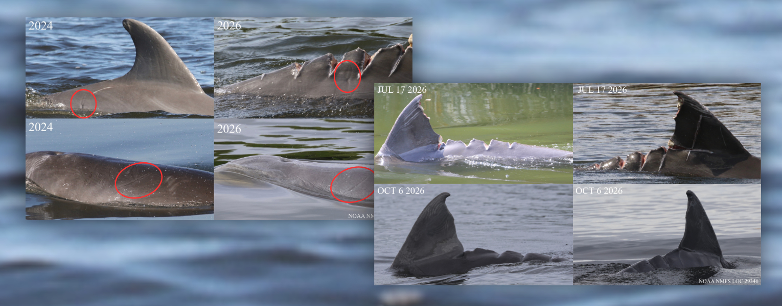 JETT, an Indian River Lagoon dolphin, is healing from a boat strike sustained in July.
