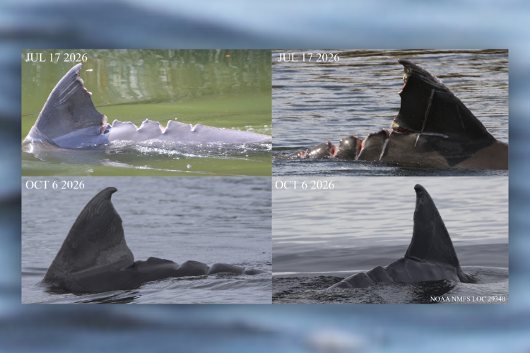 JETT, an Indian River Lagoon dolphin, is healing from a boat strike sustained in July. 