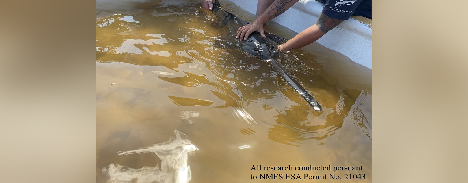 A female smalltooth sawfish. (Photo credit: Florida Fish and Wildlife Conservation Commission)