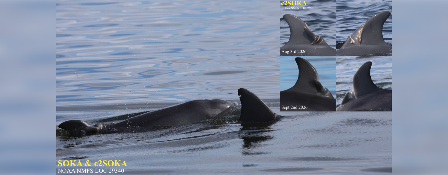 dolphins SOKA and c2SOKA