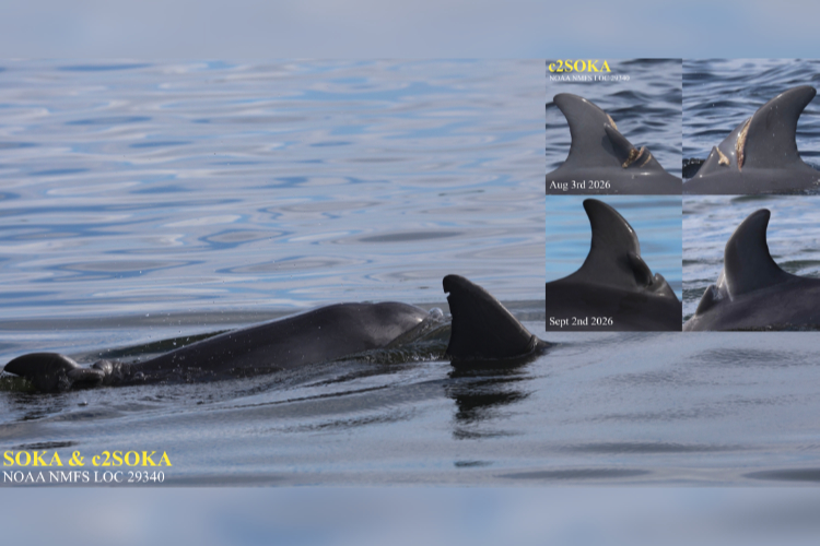 dolphin SOKA and C2SOKA