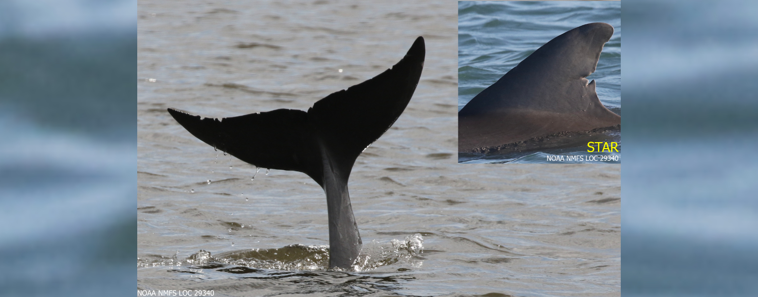 STAR, an Indian River Lagoon dolphin who has been identified by Florida Atlantic researchers 