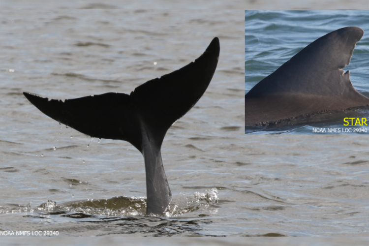 STAR, an Indian River Lagoon dolphin who has been identified by Florida Atlantic researchers