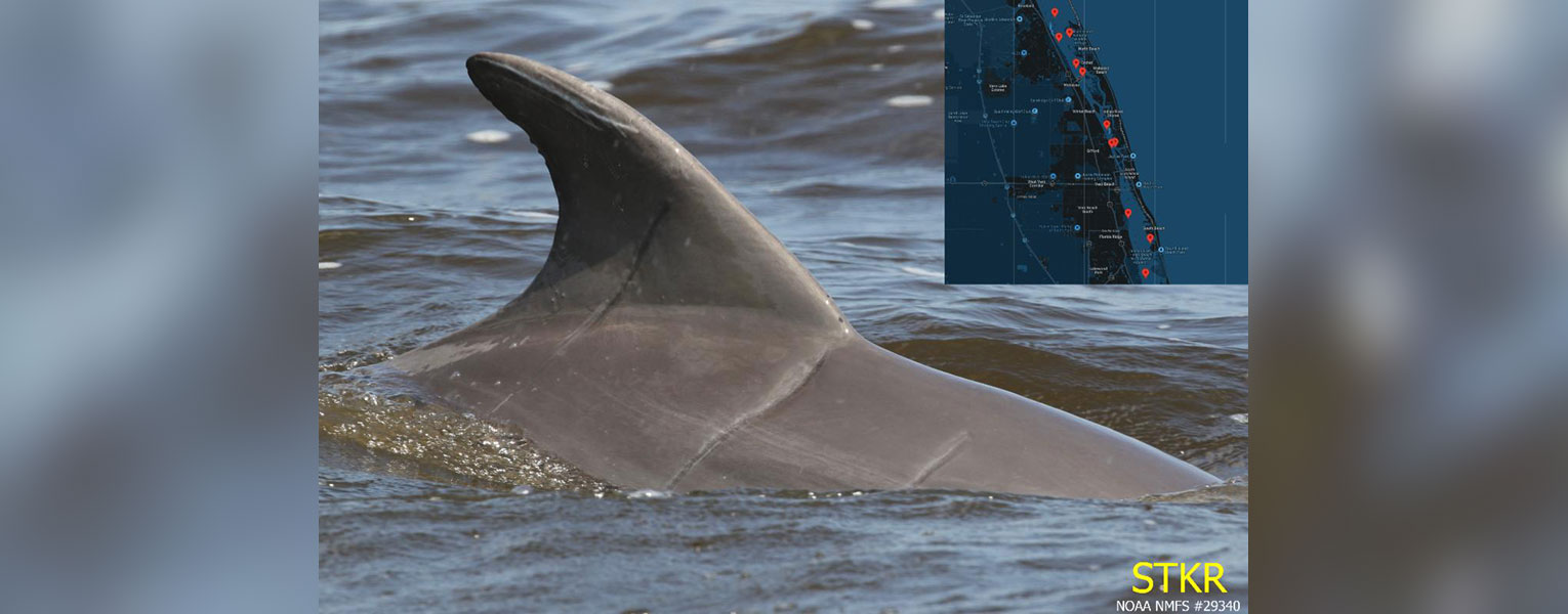 Dolphin fin in ocean with inlaid map of Florida coastline. STKR NOAA NMFS #29340