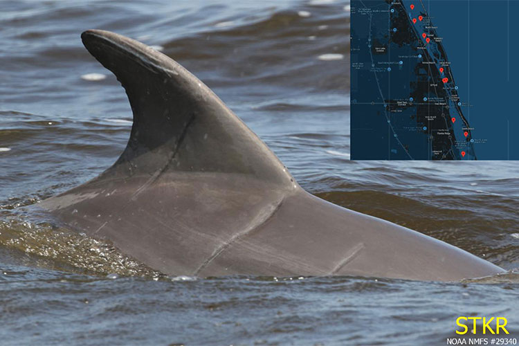 Dolphin fin in ocean with inlaid map of Florida coastline. STKR NOAA NMFS #29340