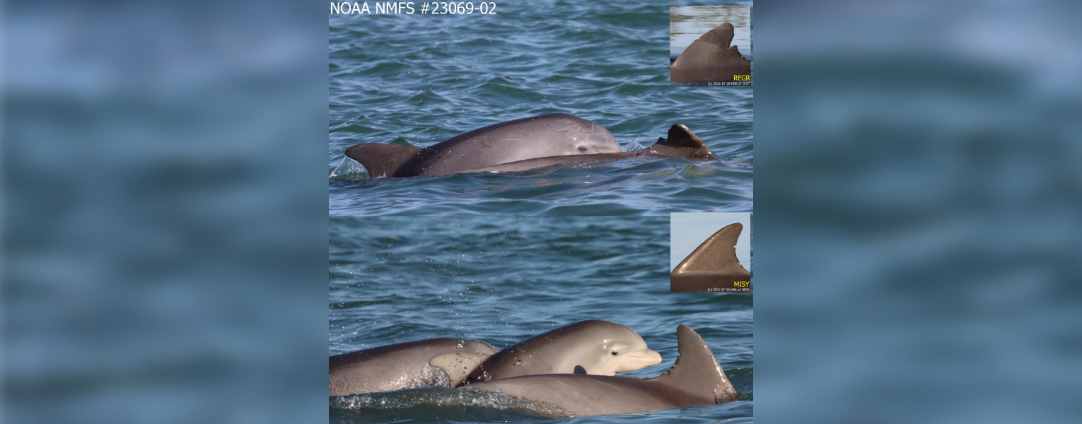 dolphins swimming in water with inset closeup of fin NOAA NMFS #23069-02