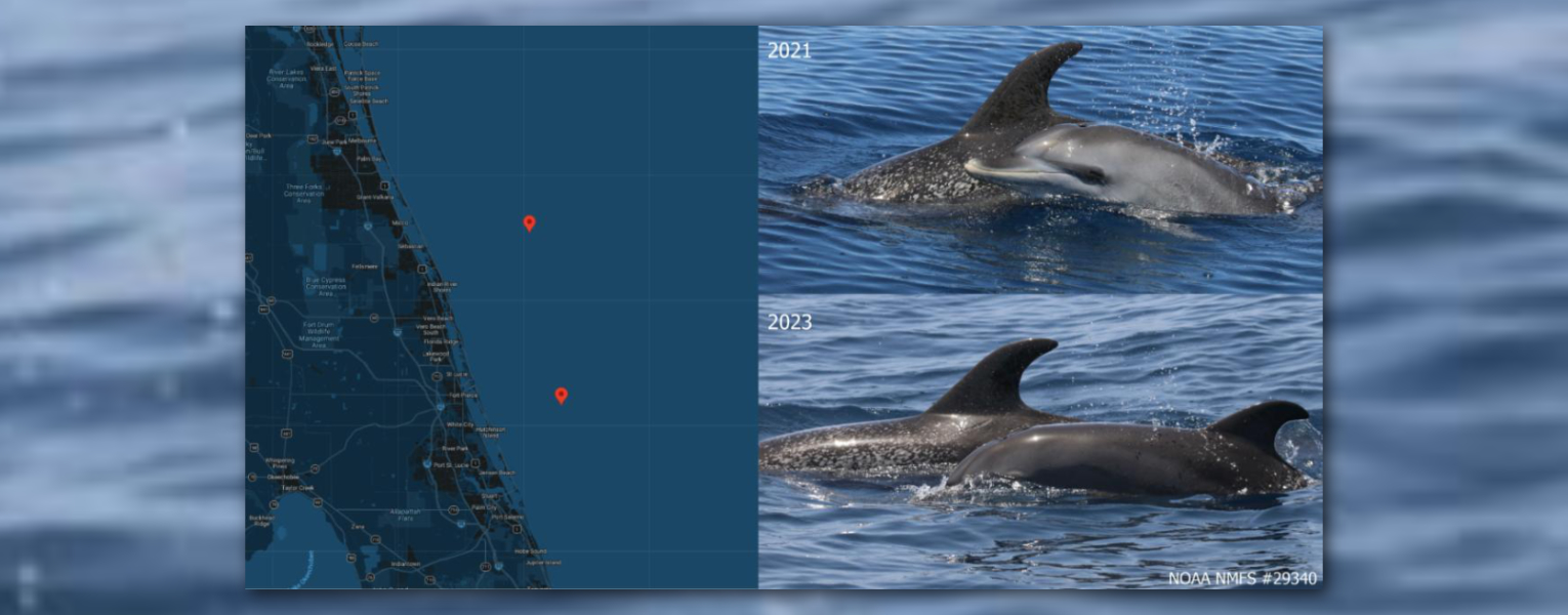 Perdita (PDTA), an Atlantic spotted dolphin (Stenella frontalis); photo courtesy NOAA NMFS #29340