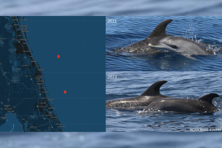 Perdita (PDTA), an Atlantic spotted dolphin (Stenella frontalis); photo courtesy NOAA NMFS #29340