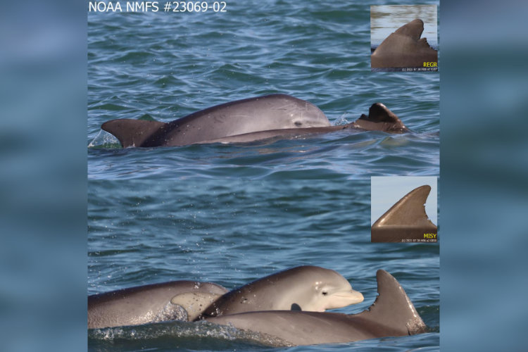 dolphins swimming in water with inset closeup of fin NOAA NMFS #23069-02