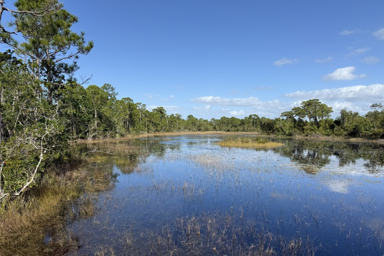 Florida wetlands