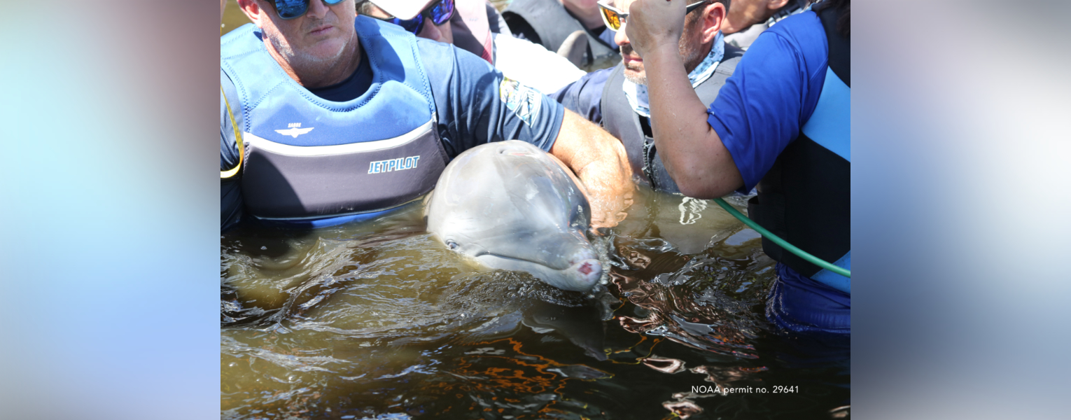 people in water helping a dolphin