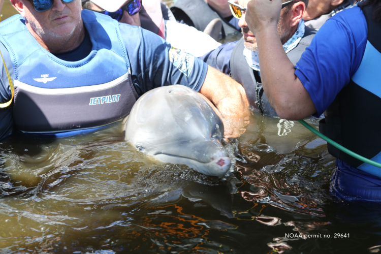 people in water helping a dolphin