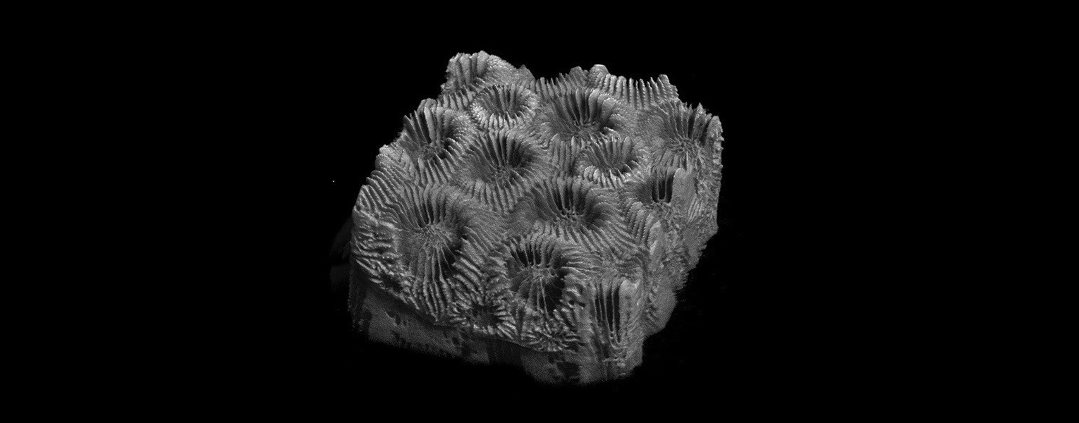A micro-CT of healthy coral (M. cavernosa).