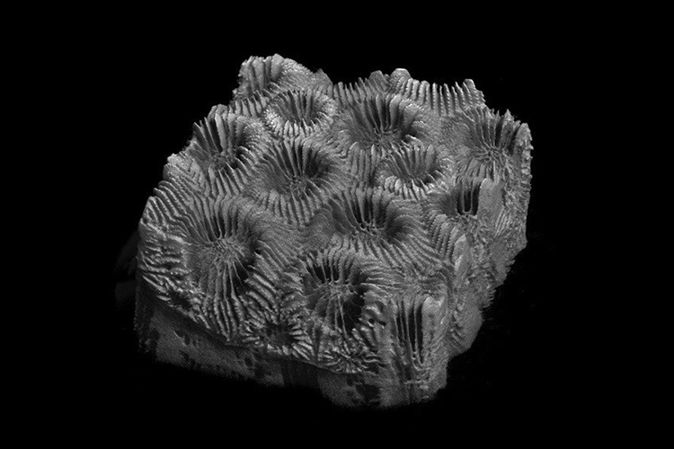 A micro-CT of healthy coral (M. cavernosa).