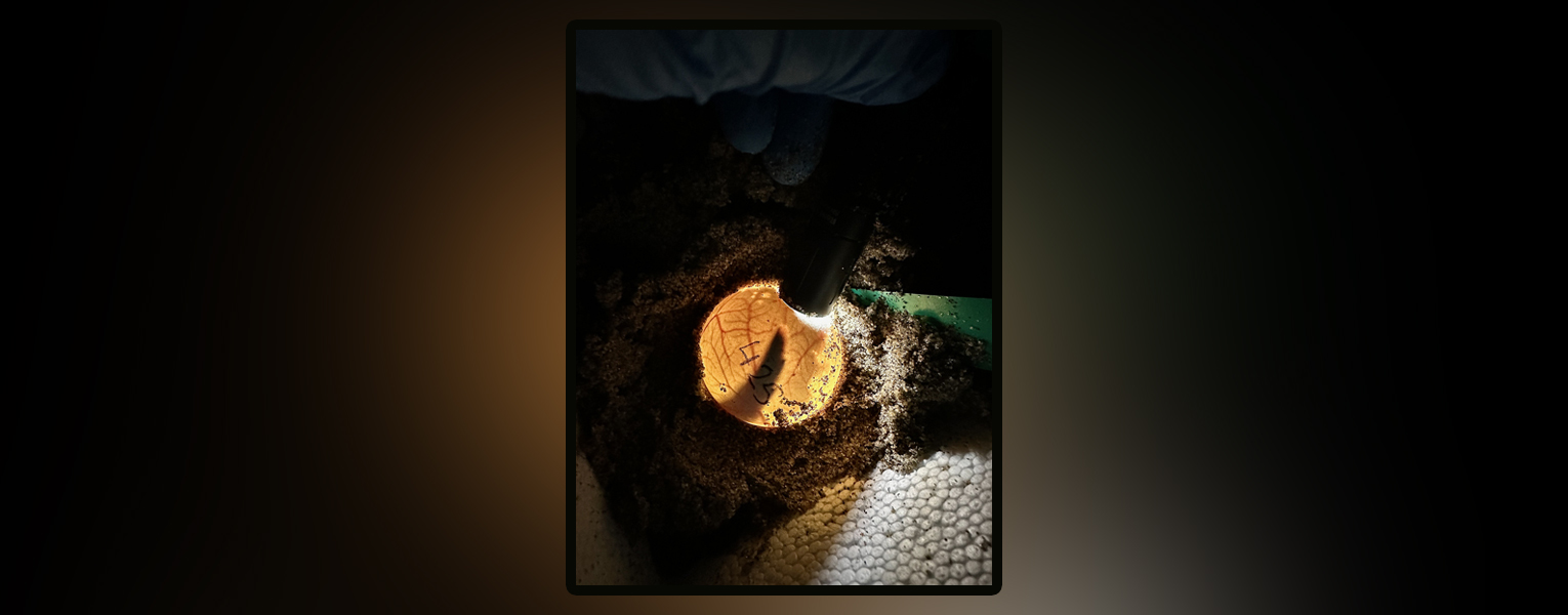 Life Before it Hatches 