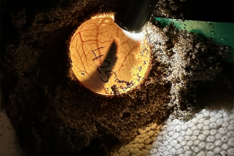 Life Before it Hatches 