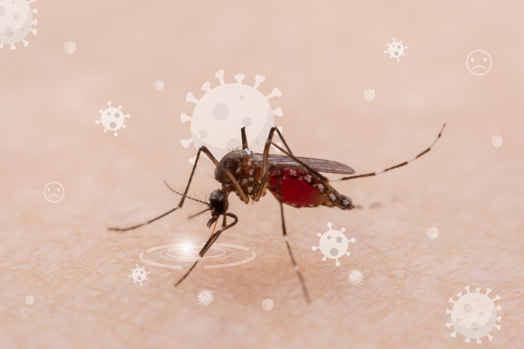 mosquito on abstract peach-colored background