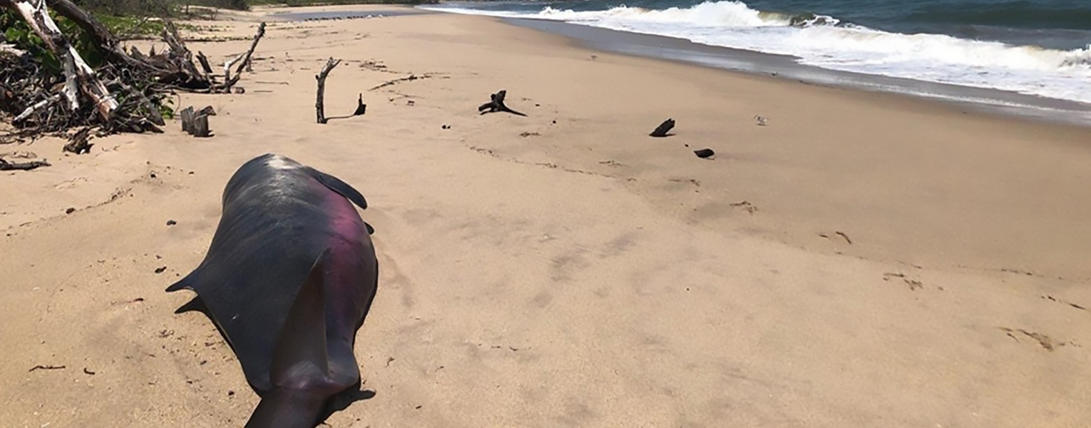 New bacteria found in stranded Florida pygmy sperm whales