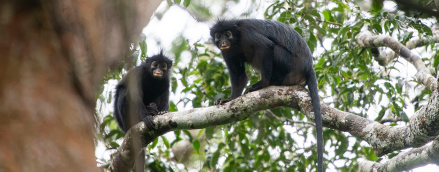 Colobus congoensis, known locally as 'likweli,' has a dramatic black face with pinkish-orange lips. Photo credit: Daniel Rosengren, Frankfurt Zoological Society.  