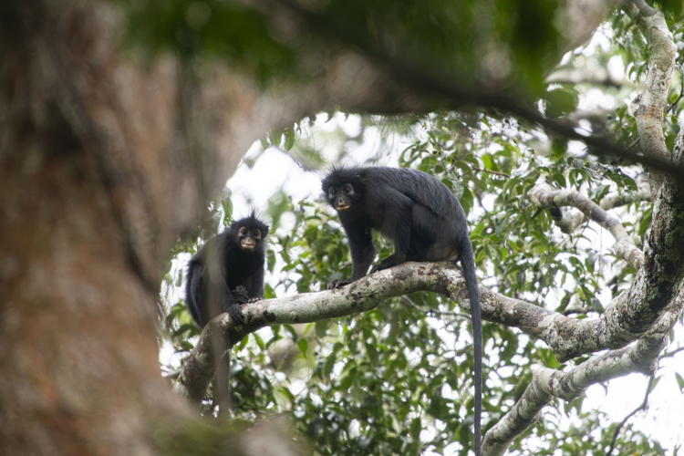 Colobus congoensis, known locally as 'likweli,' has a dramatic black face with pinkish-orange lips. Photo credit: Daniel Rosengren, Frankfurt Zoological Society. 