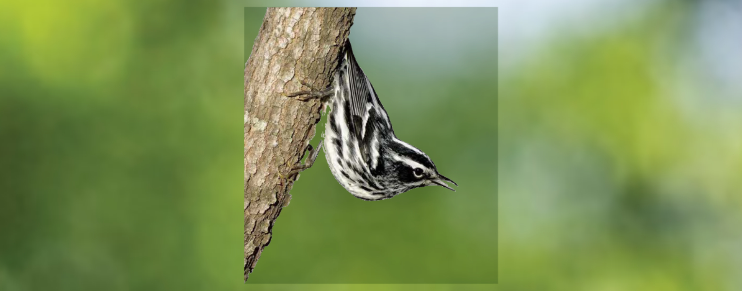 Black-andwhite warbler