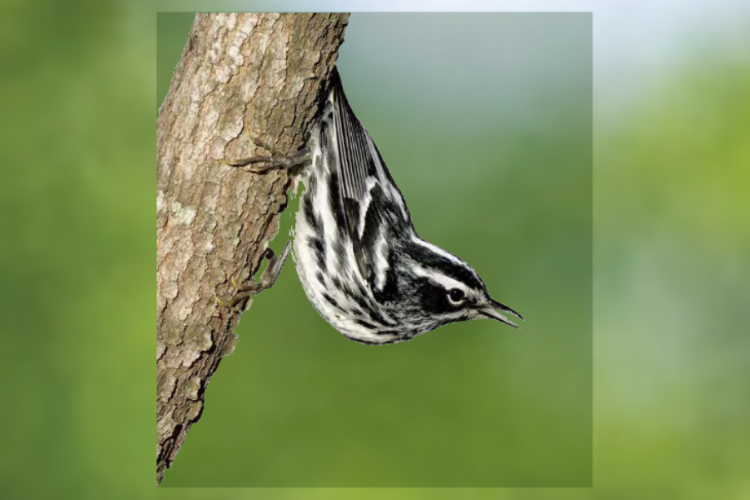 black-and-white warbler hanging from tree limb