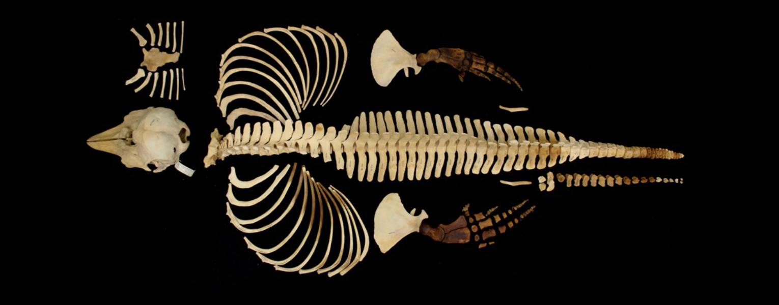 Full skeleton of a very rare female vaquita specimen collected in 1966.