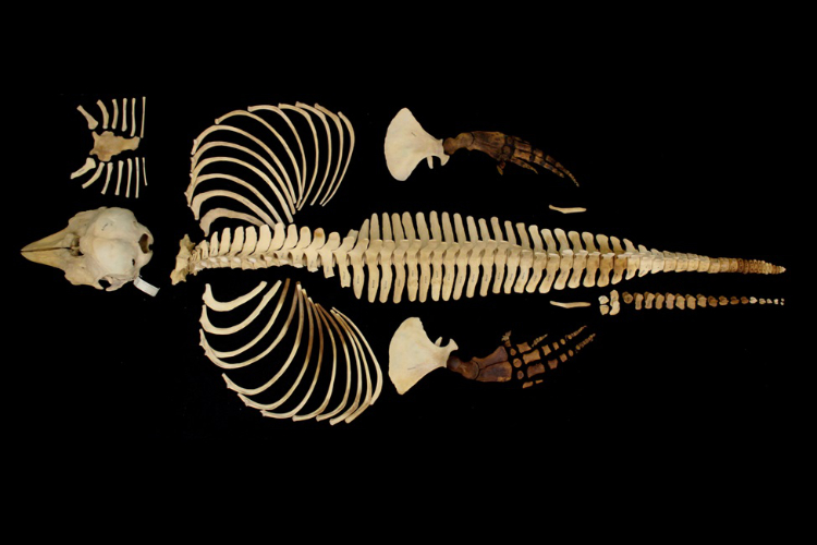 Vaquita skeleton