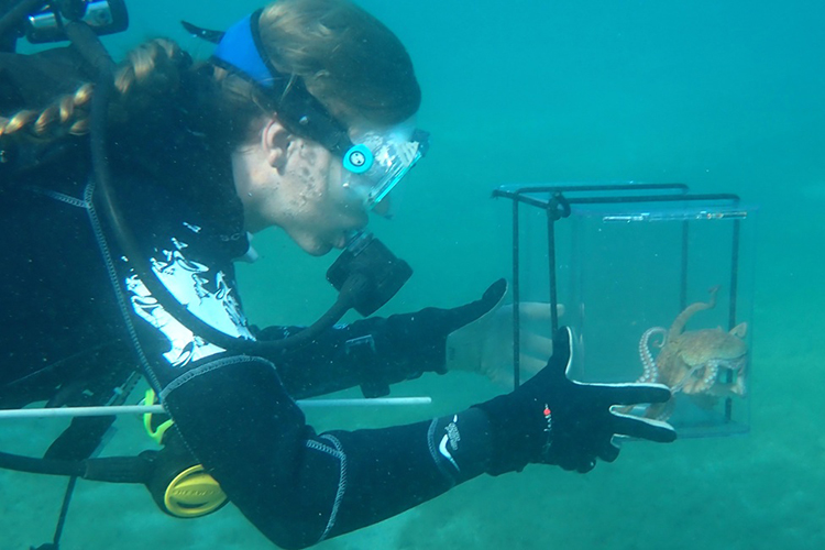 Plastic chemicals alter octopus hunting patterns