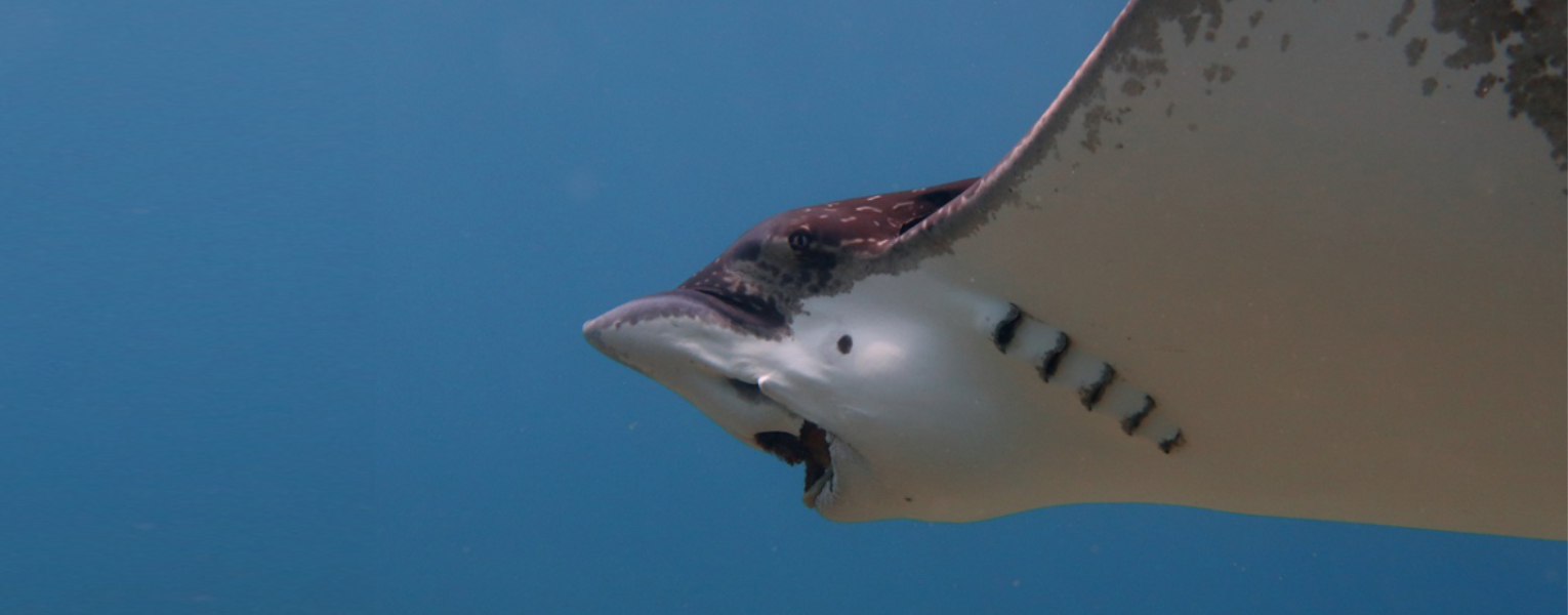 A whitespotted eagle ray feeds on hard-shelled mollusks in its natural habitat.