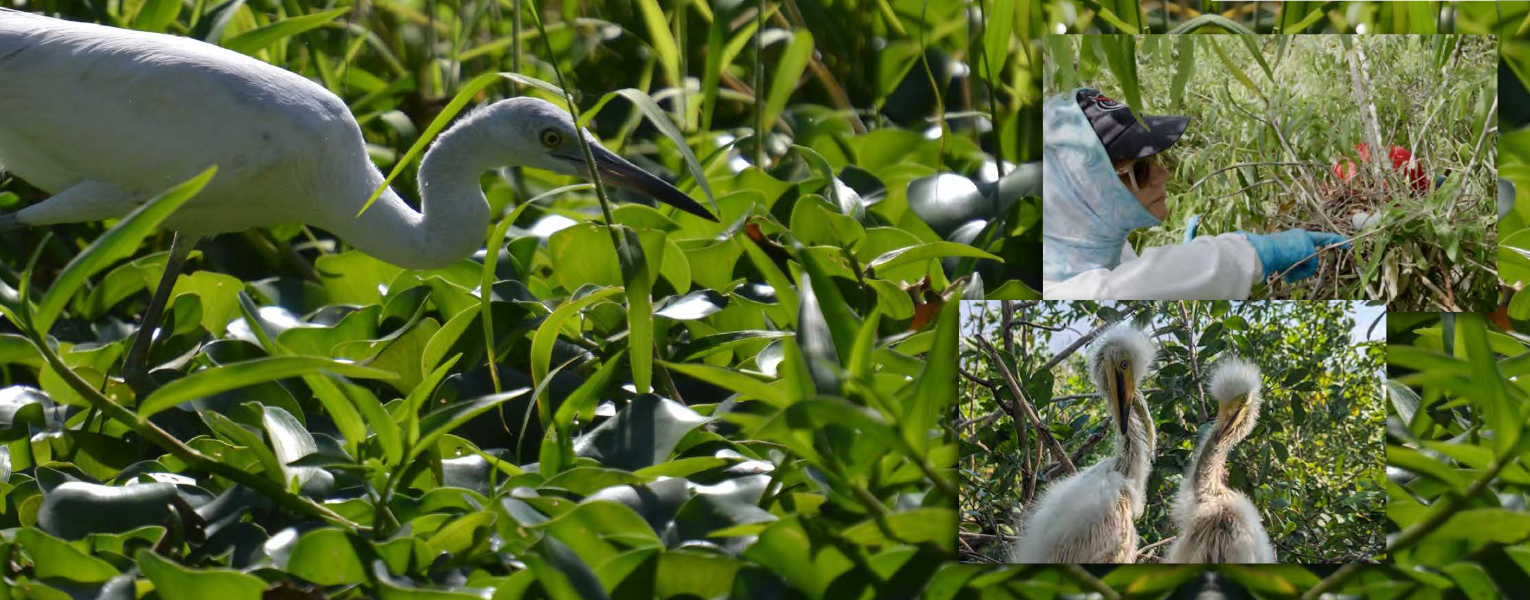 Juvenile Little Blue Heron; inset left: top: Michelle L. Petersen, Ph.D., bottom: Great Egret Chicks