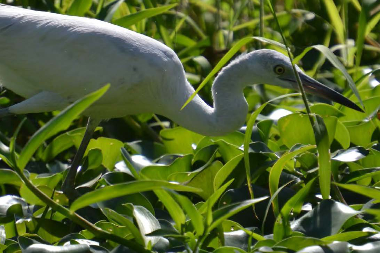 Juvenile Little Blue Heron