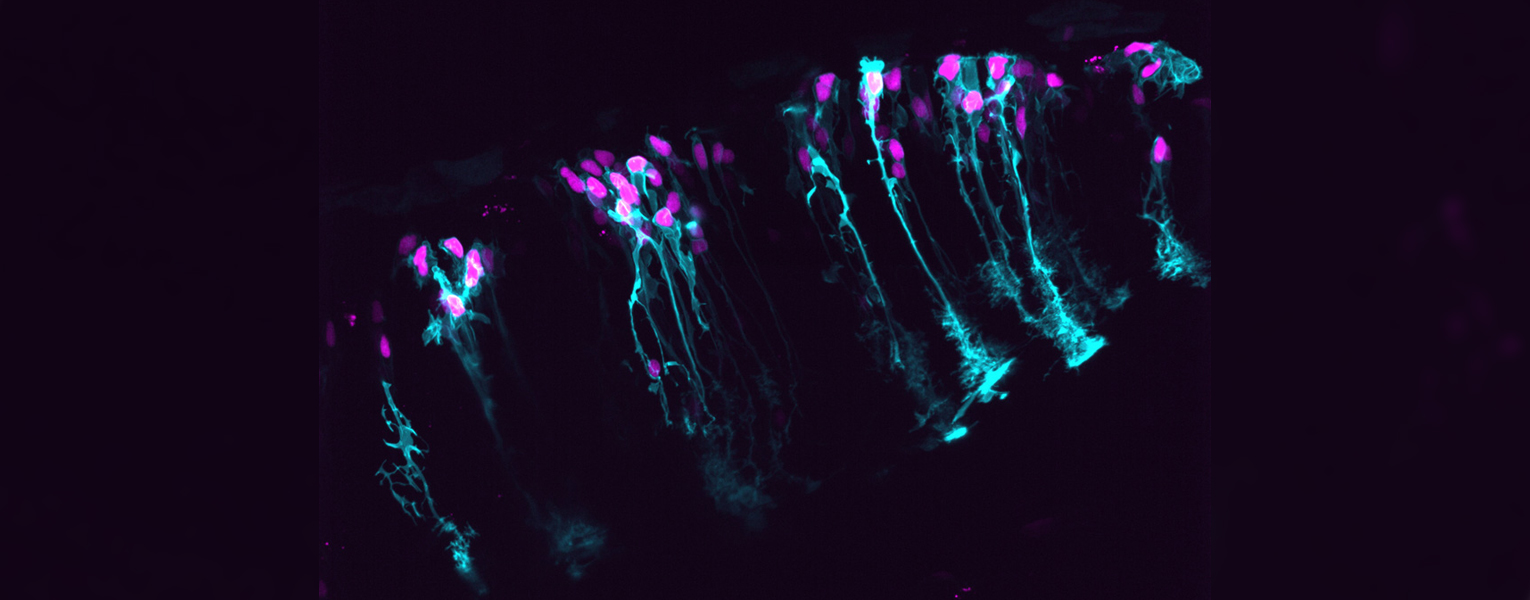confocal microscopy image captures radial glial cells in the zebrafish central nervous system in purple and teal on dark background