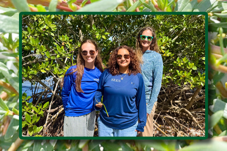 From left, Devan Hildebrand, Valentina Gomez and Elizabeth Salewski, Ph.D., are part of the mangrove restoration project team at the Harbor Branch Seagrass Nursery.
