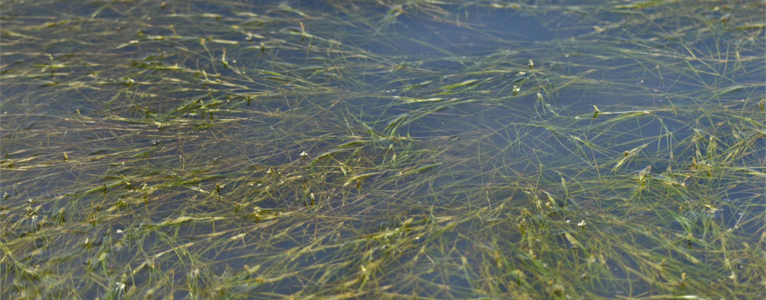 Ruppia maritima, a relatively uncommon native seagrass in Florida's Indian River Lagoon.