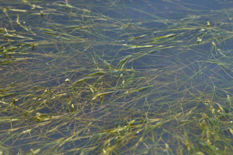 Ruppia maritima, a relatively uncommon native seagrass in Florida's Indian River Lagoon.