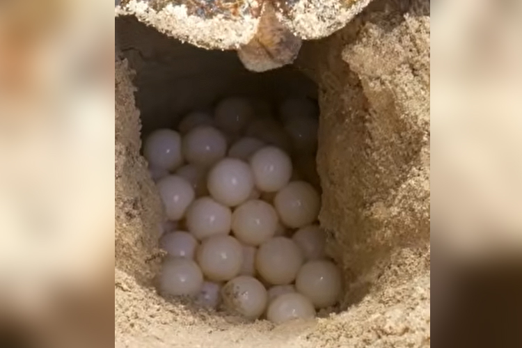 Sea Turtle Beginning