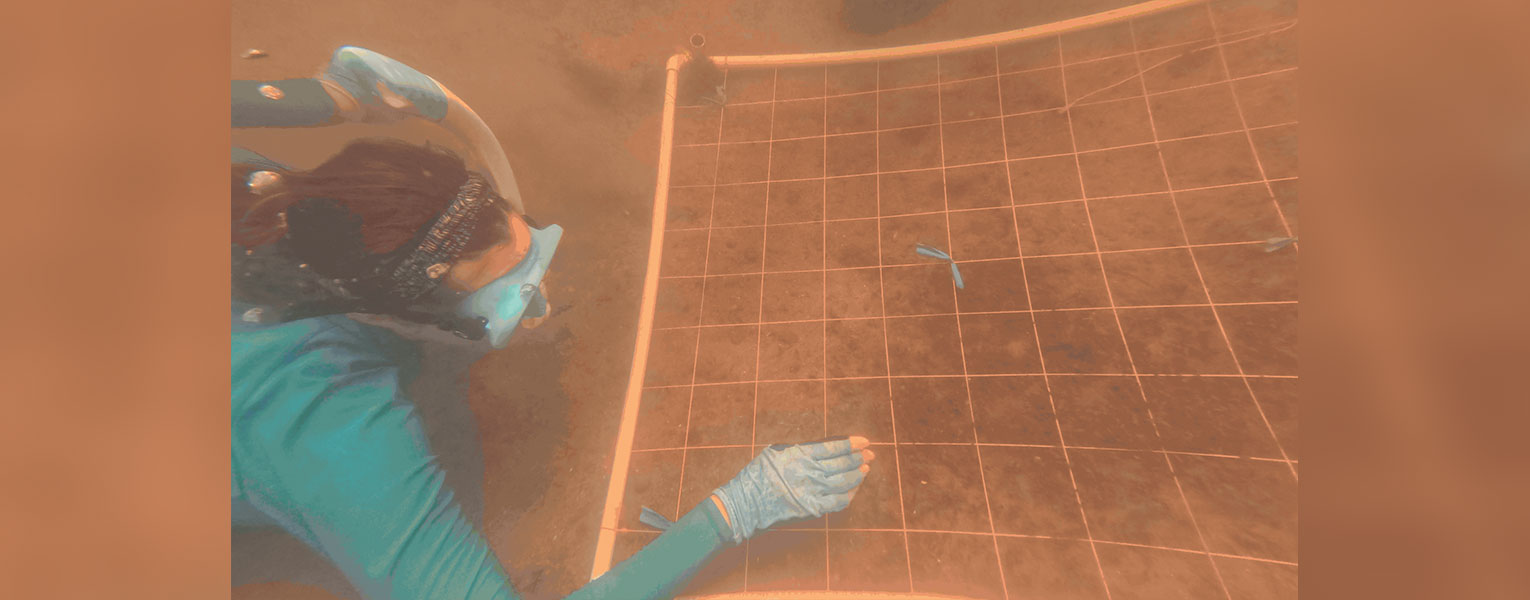 Seagrass Restoration