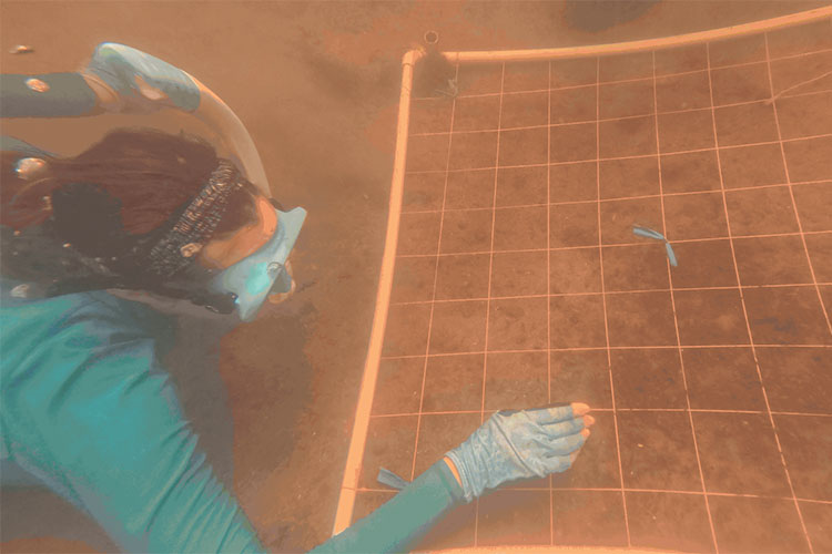 diver working underwater with seagrass restoration