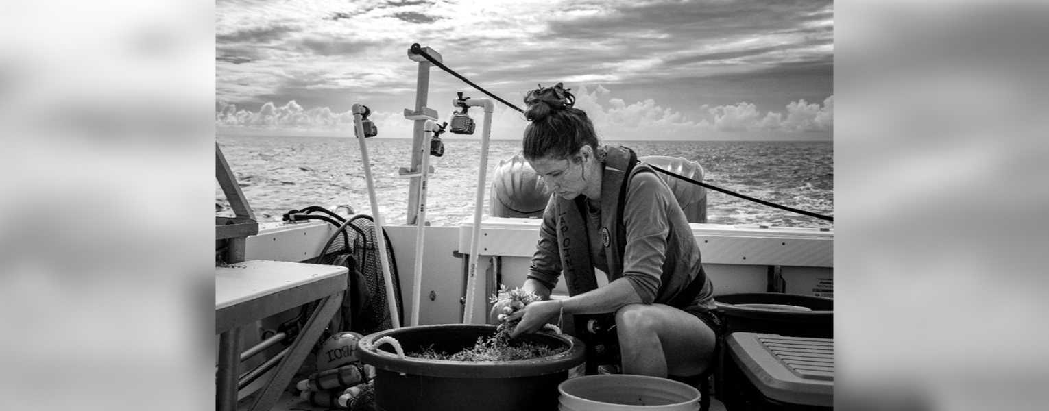 Photo credit: Sharon Hart, FAU associate professor of art. Hart uses sargassum as a developing medium and joined Willse on a sampling trip.