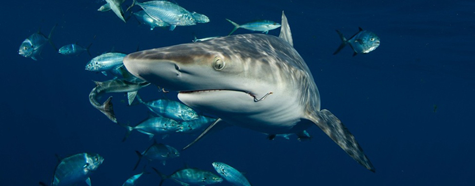 A blacktip shark swims among fish with a hook still in its mouth.