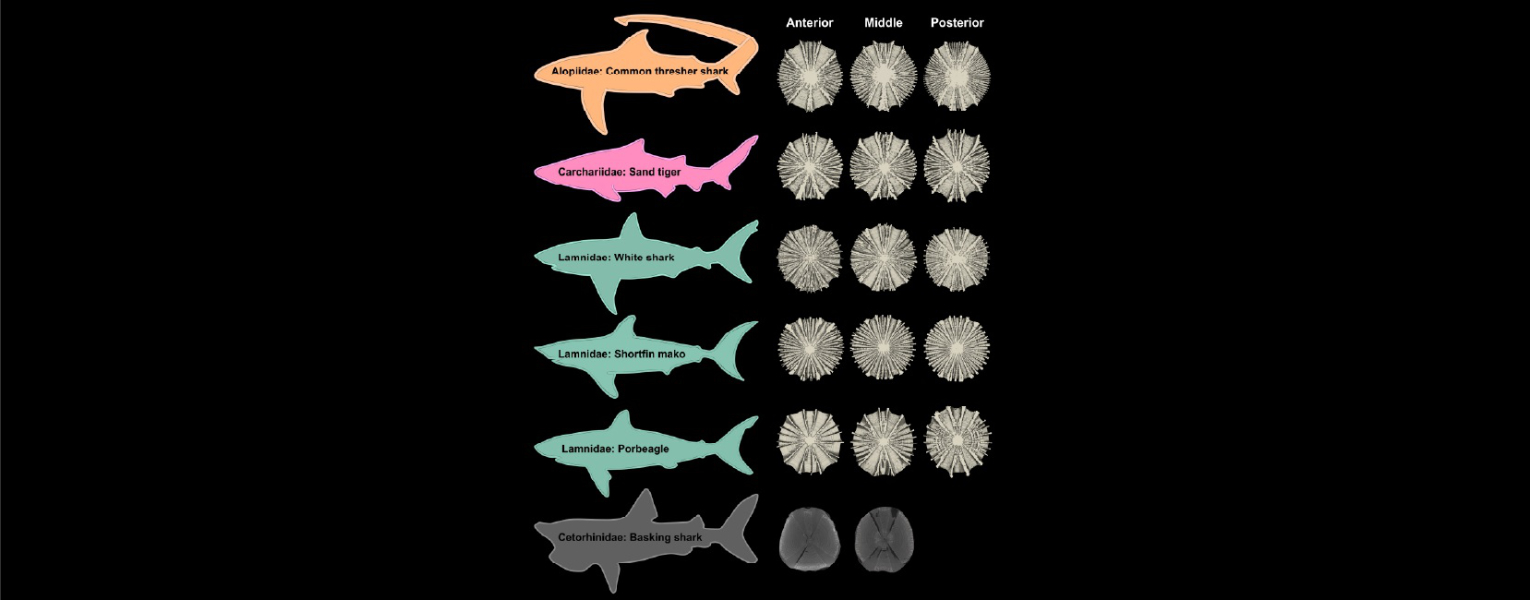 Diagram comparing shark silhouettes and cross-sections of anterior, middle, and posterior vertebrae for six shark species, including the common thresher, sand tiger, white shark, shortfin mako, porbeagle, and basking shark.